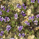 Image of Copeland's speedwell