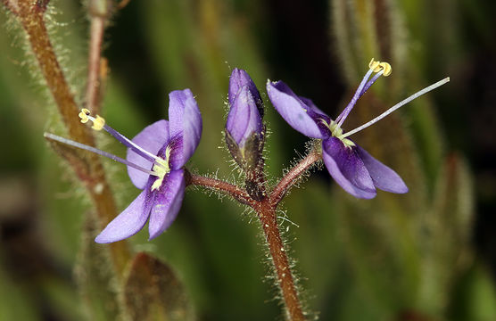 Image of Copeland's speedwell