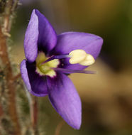 Image of Copeland's speedwell