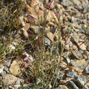 Image of Gray's catchfly