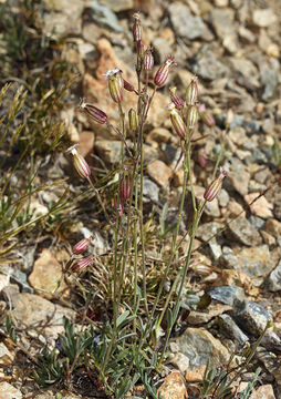 Image of Gray's catchfly