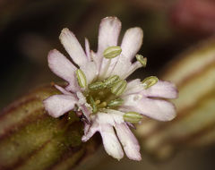 Image of Gray's catchfly