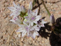 Image of pitted onion