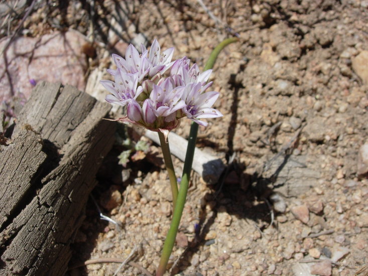 Image of pitted onion