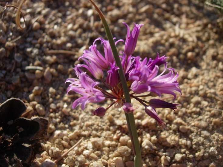 Image of fringed onion