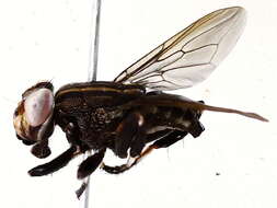 Image of ropalomerid flies