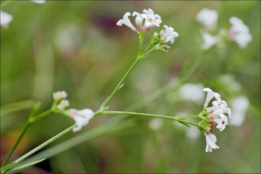 Plancia ëd Asperula cynanchica L.