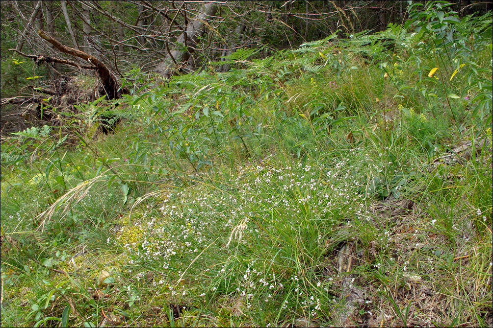 Plancia ëd Asperula cynanchica L.