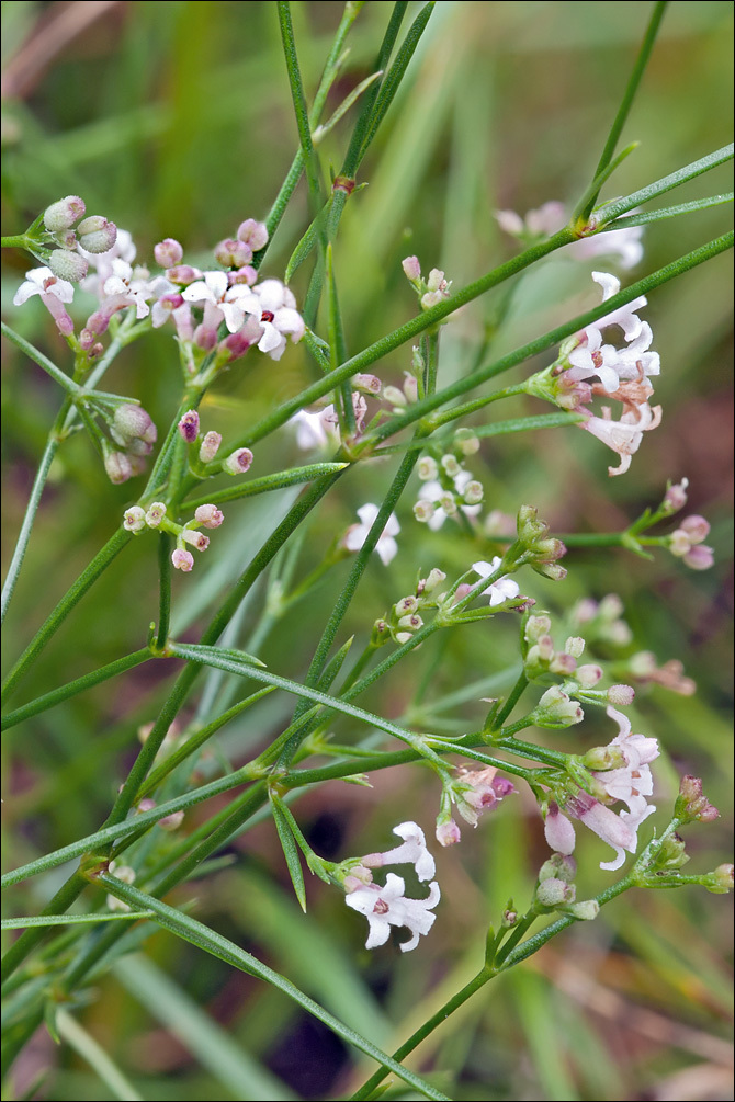 Plancia ëd Asperula cynanchica L.