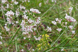 Image of squinancywort