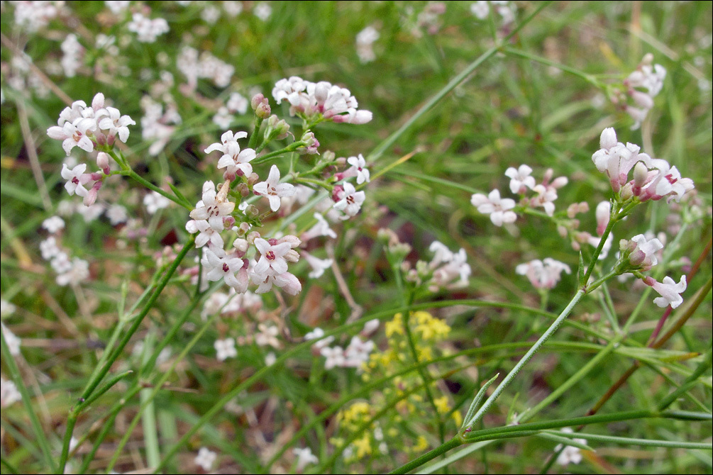 Plancia ëd Asperula cynanchica L.