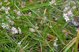 Image of squinancywort