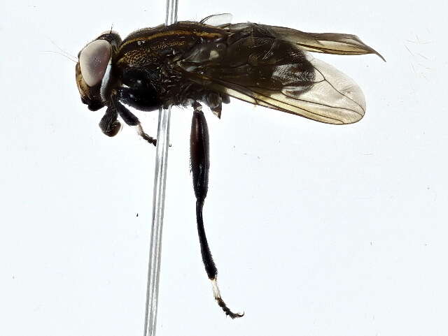 Image of ropalomerid flies