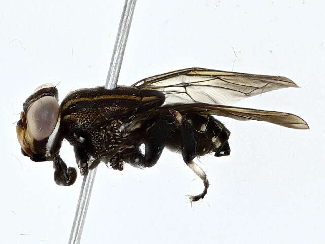 Image of ropalomerid flies