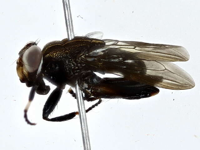 Image of ropalomerid flies