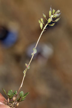 صورة Noccaea fendleri subsp. glauca (A. Nelson) Al-Shehbaz & M. Koch