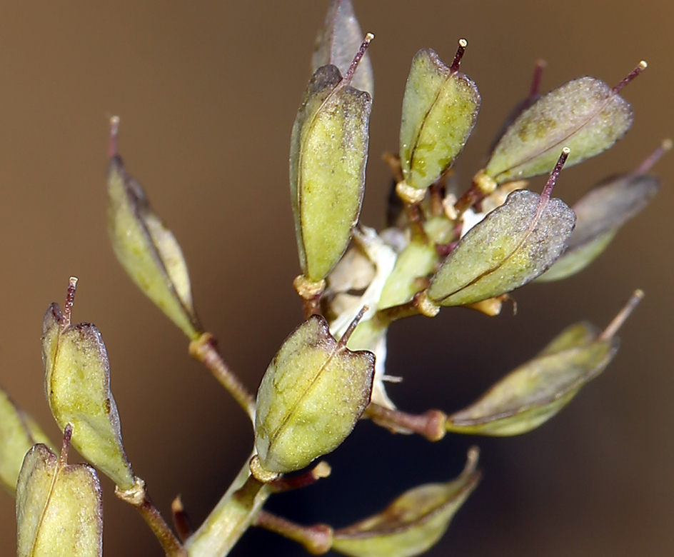 صورة Noccaea fendleri subsp. glauca (A. Nelson) Al-Shehbaz & M. Koch