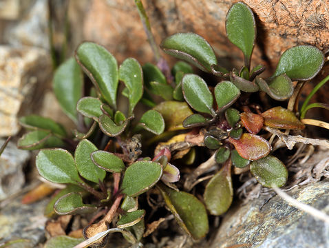 صورة Noccaea fendleri subsp. glauca (A. Nelson) Al-Shehbaz & M. Koch