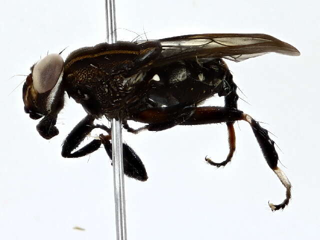 Image of ropalomerid flies