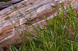 Imagem de Scirpus congdonii Britton