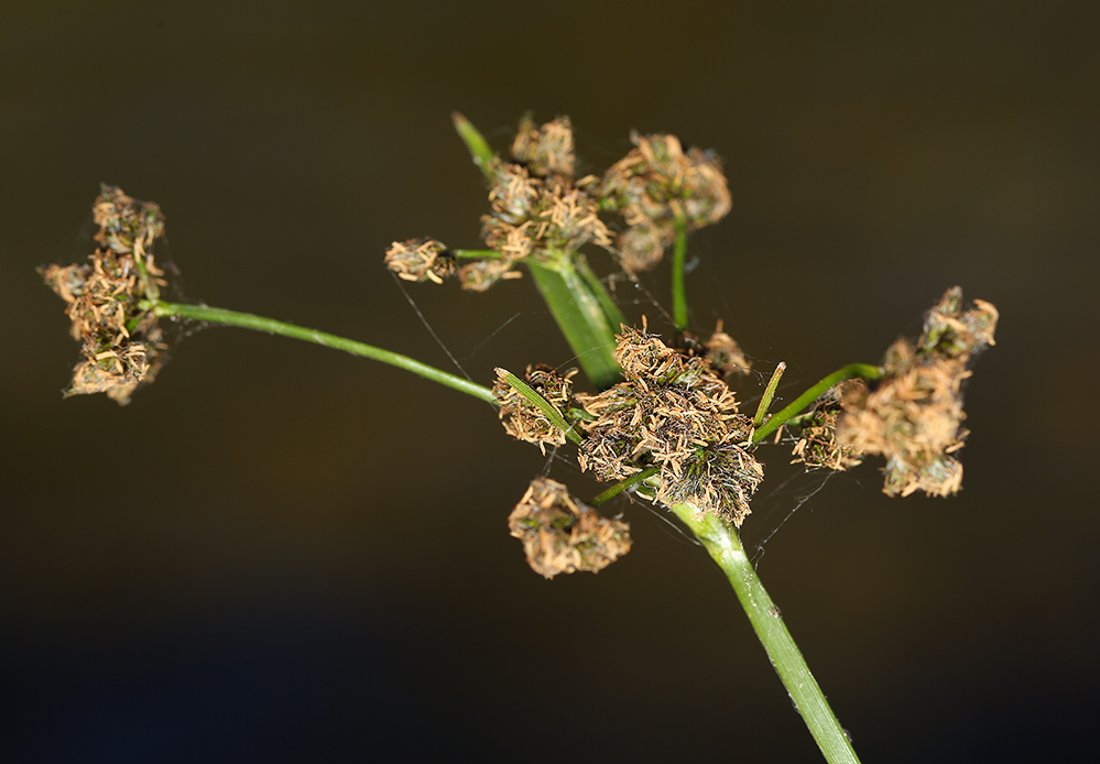 Imagem de Scirpus congdonii Britton