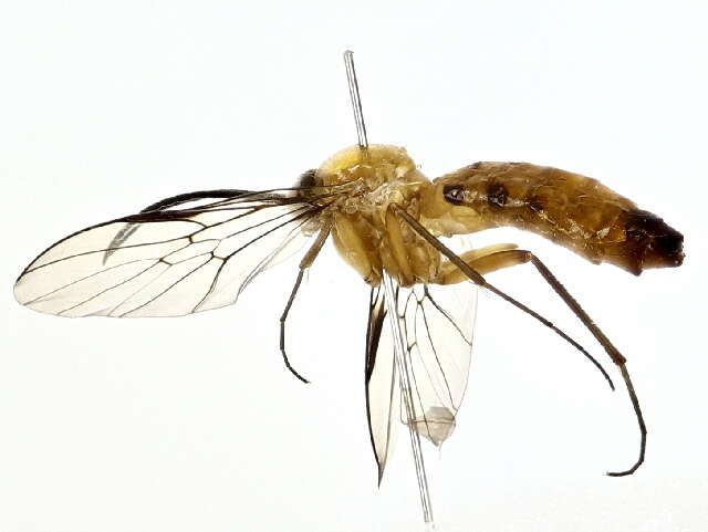 Image of Olbiogaster