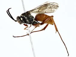 Image of Cuckoo Spider Wasps