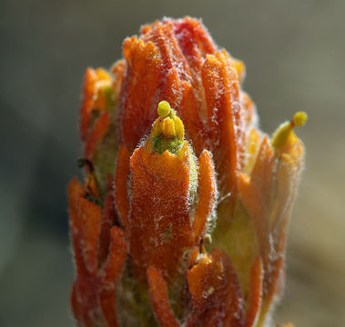 Image of cobwebby Indian paintbrush