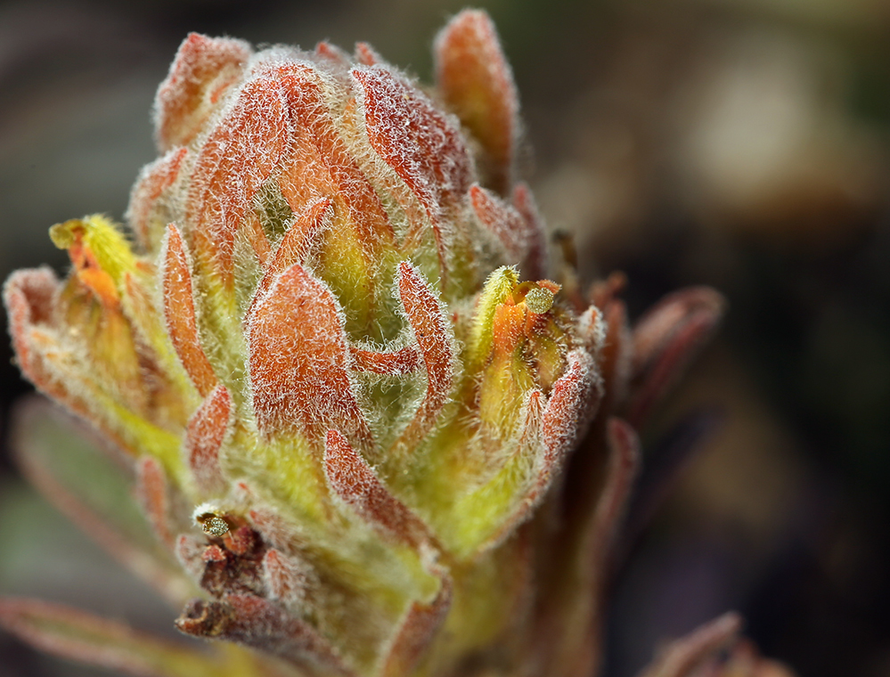 Image of cobwebby Indian paintbrush