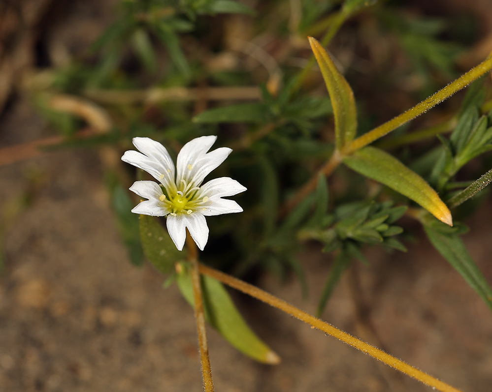 Imagem de Cerastium arvense subsp. strictum (L.) Gaudin