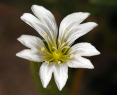 Imagem de Cerastium arvense subsp. strictum (L.) Gaudin