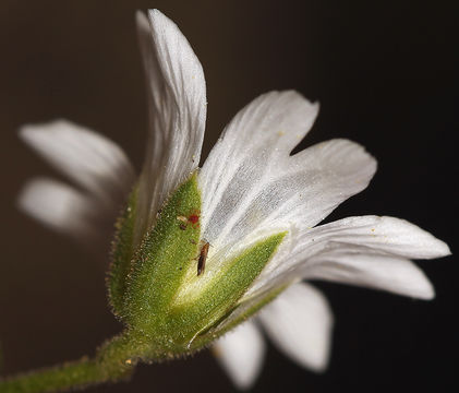 Imagem de Cerastium arvense subsp. strictum (L.) Gaudin