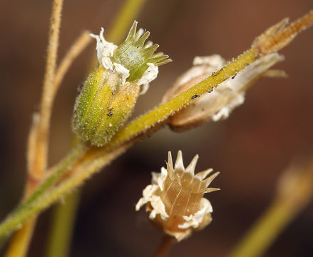 Imagem de Cerastium arvense subsp. strictum (L.) Gaudin