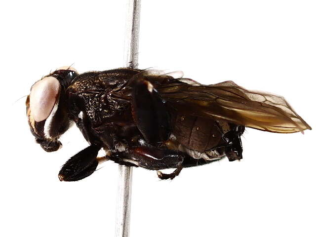 Image of ropalomerid flies