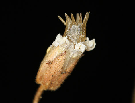 Plancia ëd Cerastium arvense subsp. strictum (L.) Gaudin