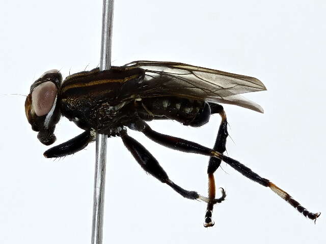 Image of ropalomerid flies