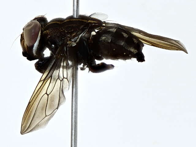 Image of ropalomerid flies