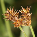 Image of Jones' sedge