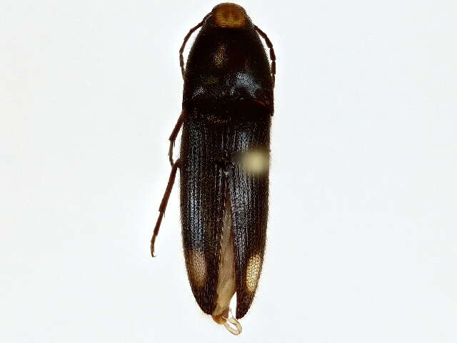 Image of Physorhinus