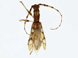 Image of Physorhinus