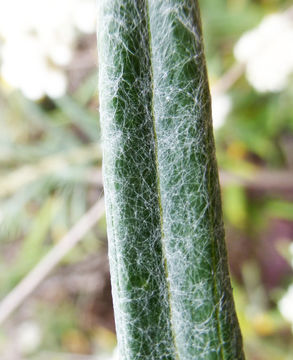 Imagem de Anaphalis margaritacea (L.) Benth.