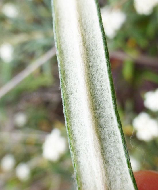 Image of Pearly Everlasting