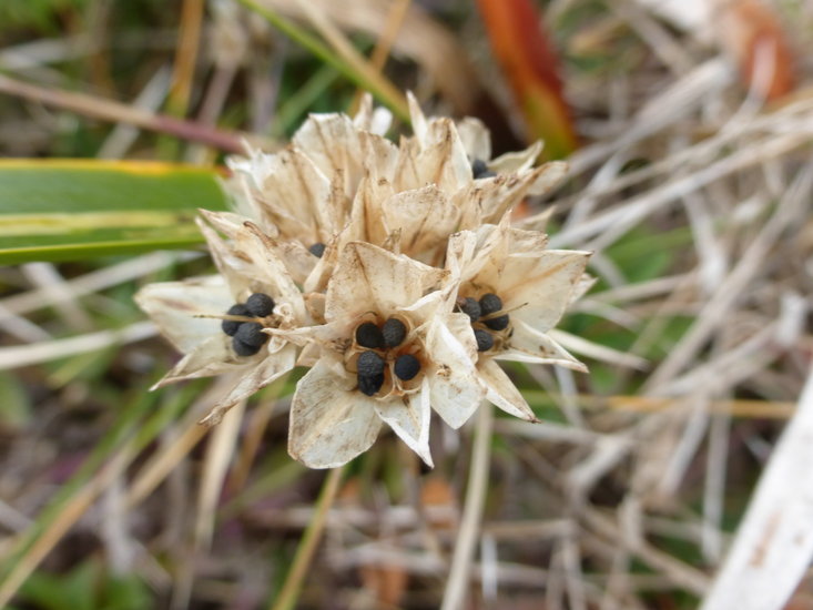 Image of coastal onion