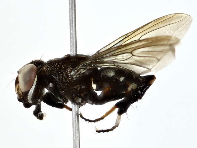 Image of ropalomerid flies