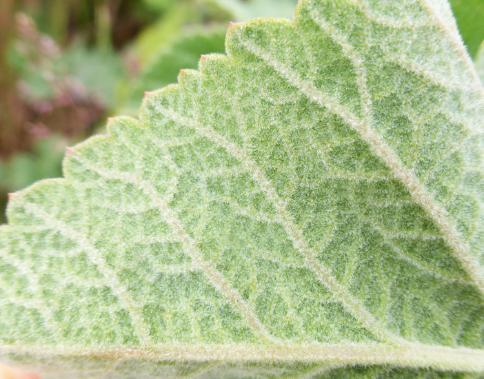 Image of Henderson's angelica