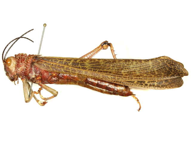 Image of lubber grasshoppers