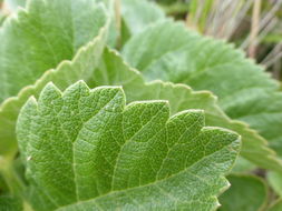 Image of Henderson's angelica