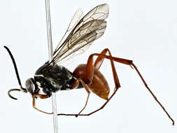 Image of Cuckoo Spider Wasps