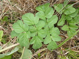 Image of Henderson's angelica