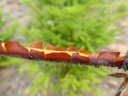 Image of hairy manzanita